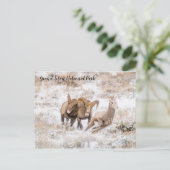 Carte postale des mouflons canadiens du Parc natio (Debout devant)