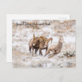 Carte postale des mouflons canadiens du Parc natio (Devant / Derrière)