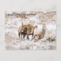 Carte postale des mouflons canadiens du Parc natio