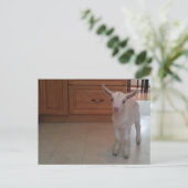 Carte postale des nouveaux-nés (Debout devant)