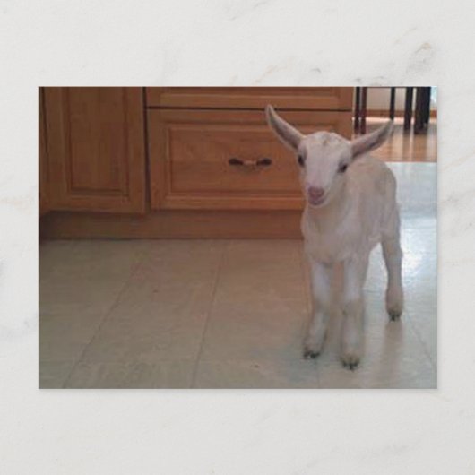 Carte postale des nouveaux-nés (Devant)