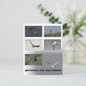 carte postale des oiseaux de chypre (Debout devant)