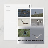 carte postale des oiseaux de chypre (Devant / Derrière)