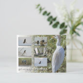Carte postale des oiseaux de Chypre (Debout devant)