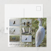 Carte postale des oiseaux de Chypre (Devant / Derrière)