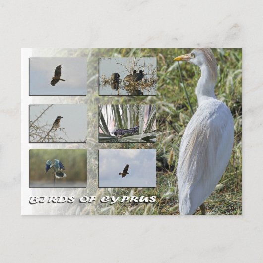 Carte postale des oiseaux de Chypre (Devant)