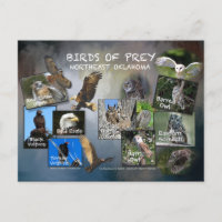 carte postale des oiseaux de Prey Oklahoma 19dk-z
