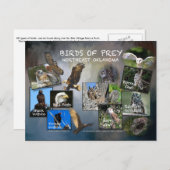 carte postale des oiseaux de Prey Oklahoma 19dk-z (Devant / Derrière)