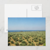 Carte postale des oliviers (Devant / Derrière)