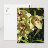 Carte postale des orchidées de Cymbidium, personna (Devant / Derrière)