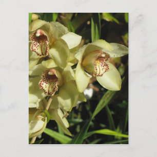 Carte postale des orchidées de Cymbidium, personna