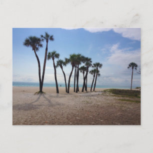 Carte postale des palmiers