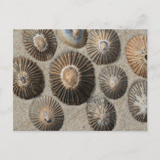 Carte postale des Patelles