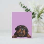 Carte Postale Des pattes pour la pensée (Debout devant)