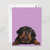 Carte Postale Des pattes pour la pensée (Devant / Derrière)