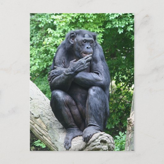 Carte Postale Des pensées profondes (Devant)