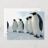 Carte Postale Des pingouins empereurs alignés (Devant / Derrière)