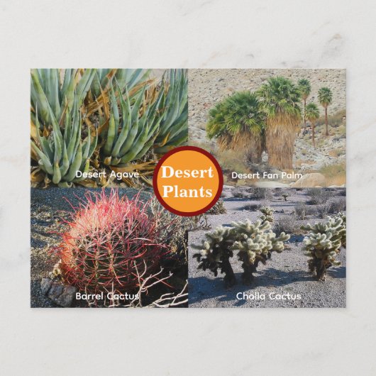 Carte postale des plantes du désert (Devant)