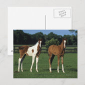 Carte Postale Des poulains arabes debout dans le champ de Grassy (Devant / Derrière)