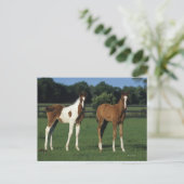 Carte Postale Des poulains arabes debout dans le champ de Grassy (Debout devant)