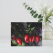 Carte Postale Des Red Hot Garden Salsa Chili Peppers. (Debout devant)