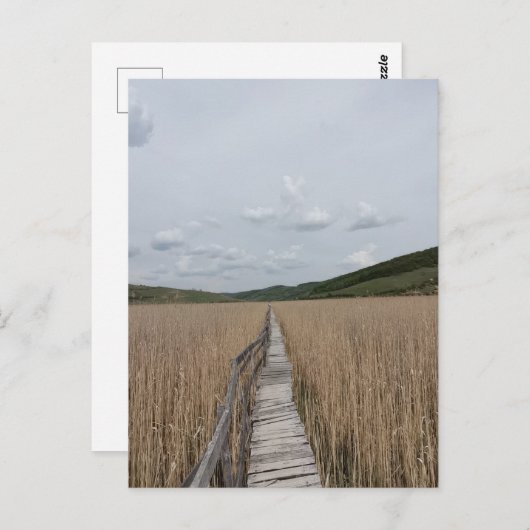 Carte Postale Des roseaux dans un marais en Roumanie (Devant / Derrière)
