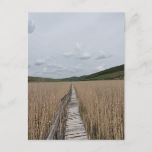 Carte Postale Des roseaux dans un marais en Roumanie