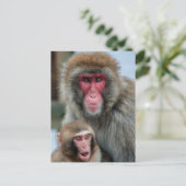 Carte postale des singes Macaque japonais (Debout devant)