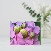 Carte Postale Des snails de Pink Flowers (Debout devant)