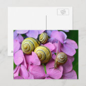 Carte Postale Des snails de Pink Flowers (Devant / Derrière)