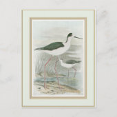 Carte Postale Des tiltes noires au bord de l'eau (Devant)