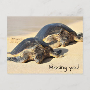 Carte postale des tortues de mer d'Hawaï