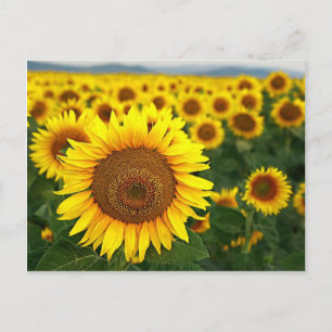 Carte postale des tournesols