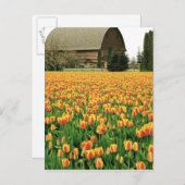 Carte Postale Des tulipes printanières fleurissent devant l'anci (Devant / Derrière)