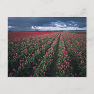 Carte Postale Des tulipes roses vives et rouges brillent sous un