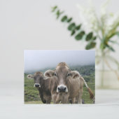 Carte postale des vaches alpines (Debout devant)