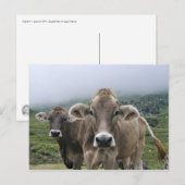 Carte postale des vaches alpines (Devant / Derrière)