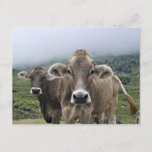 Carte postale des vaches alpines