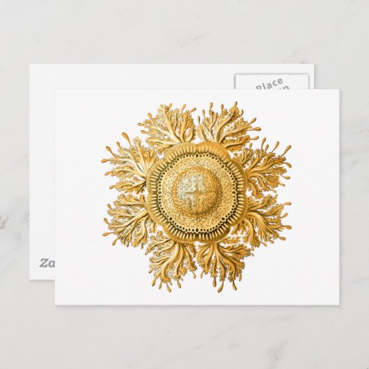 Carte Postale Désamorcer (Devant / Derrière)