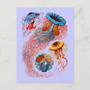 Carte Postale Désamorcer