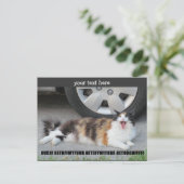 Carte Postale Descends de ma fourrure hurle Calico (Debout devant)