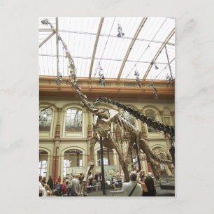 Carte Postale Descriptif Musée f? r Naturkunde, Berlin : Skelett