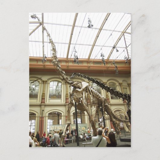 Carte Postale Description Musée d'histoire naturelle de Berlin : (Devant)