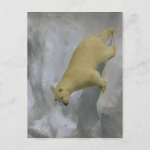 Carte Postale Description Ursus maritimus sur la glace de mer pr