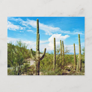 Carte Postale Desert Cactus Arizona