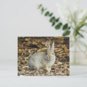 Carte postale Desert Cottontail (Debout devant)