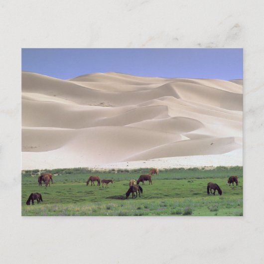 Carte Postale Désert de Gobi | Chevaux sauvages (Devant)