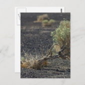 Carte Postale Désert de Sagebrush (Devant / Derrière)