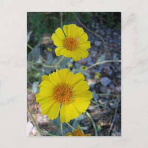 Carte Postale Désert d'Or