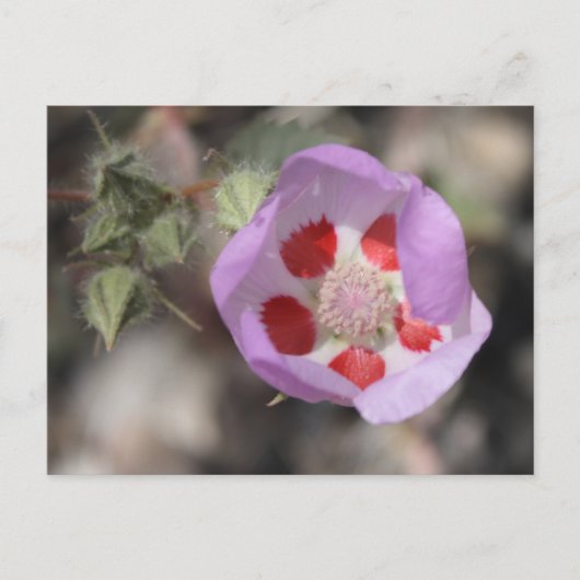 Carte postale Desert Five Spot (Devant)